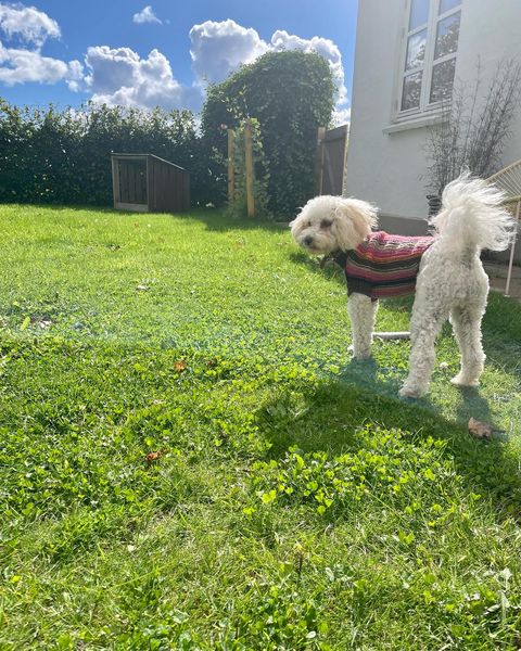 OPSKRIFT - Honey-Jakke til små hunde
