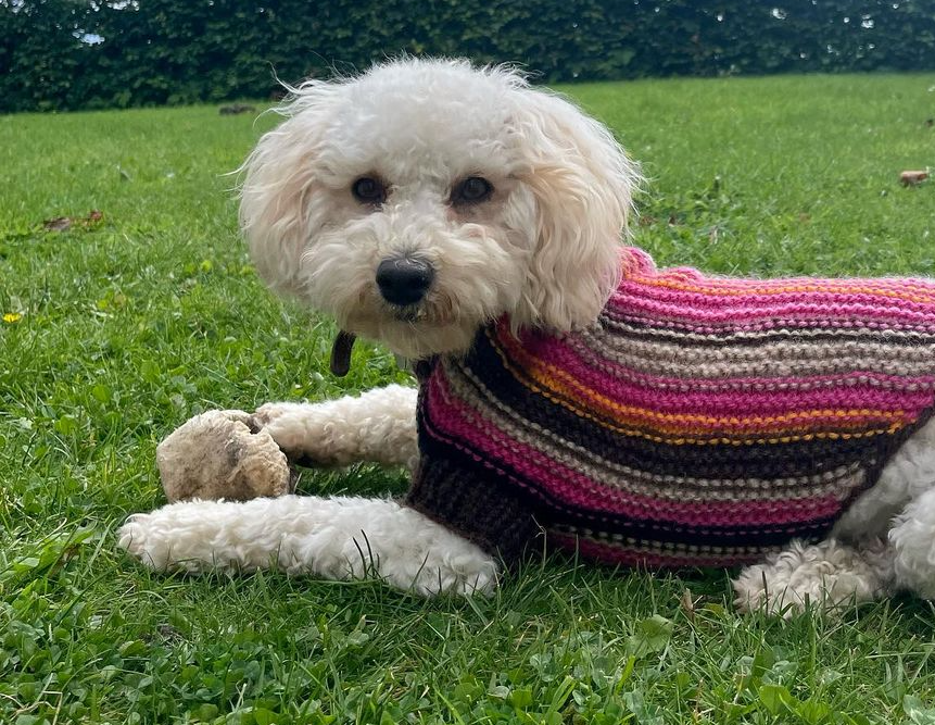 OPSKRIFT - Honey-Jakke til små hunde