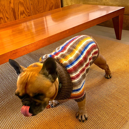 PATTERN - Honey Jacket for French Bulldog