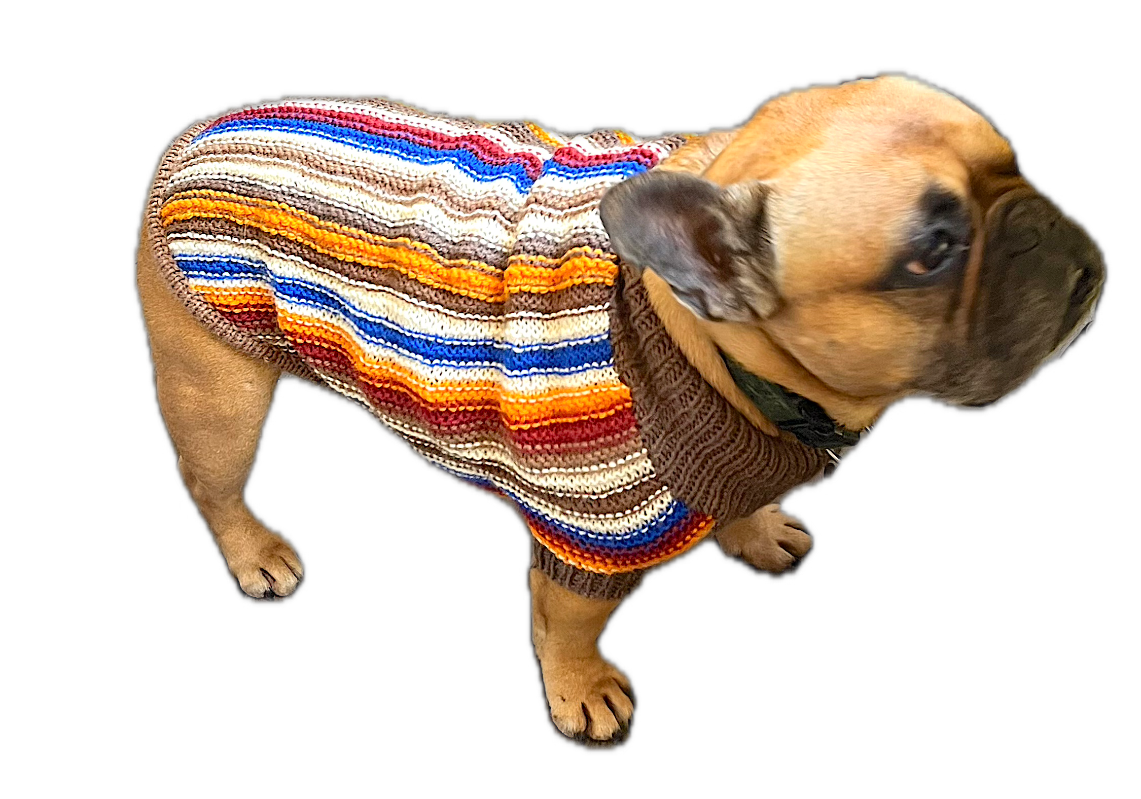 OPSKRIFT - Honey-Jakke til fransk bulldog